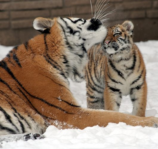 Taming the Tiger Mom